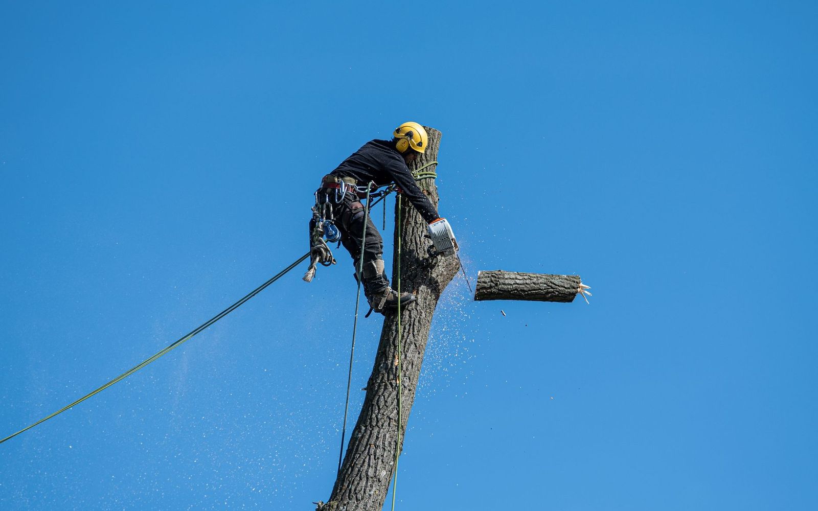 Tree removal in Cedar Rapids, IA by Cedar Rapids Tree Pros