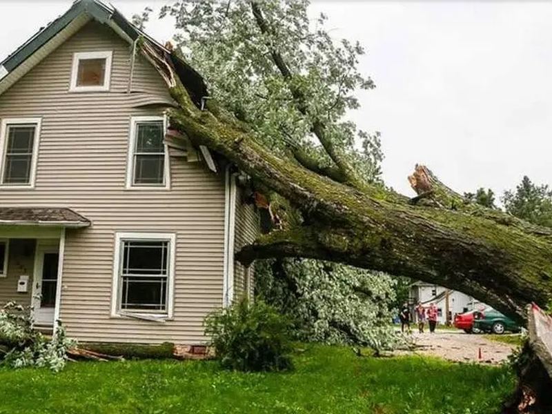 Tree removal job in the Cedar Hills neighborhood of Cedar Rapids