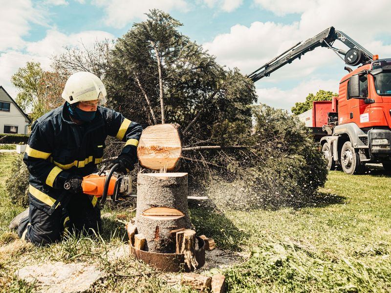 Tree removal job near Central City, IA