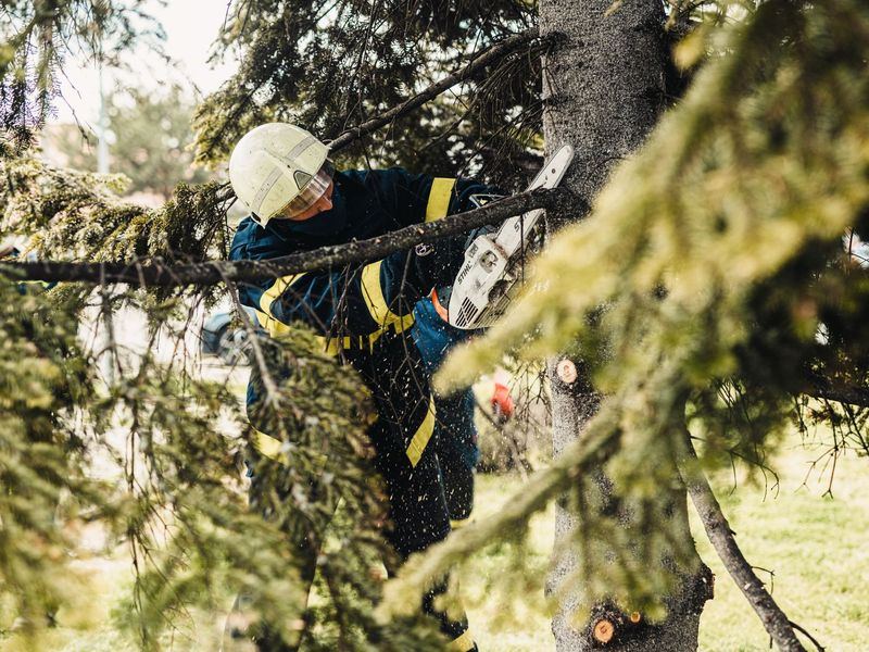 Tree removal job near Solon, IA